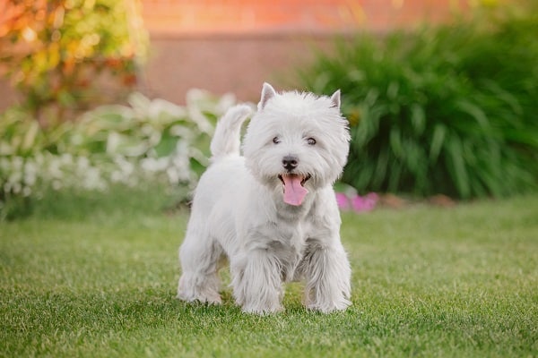 Dog Breeds