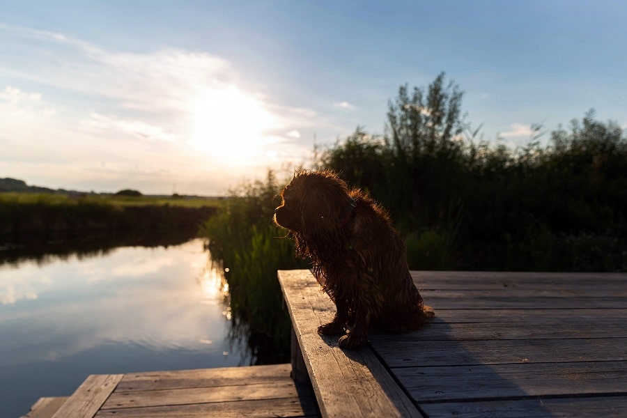 Puppy To Start Swimming