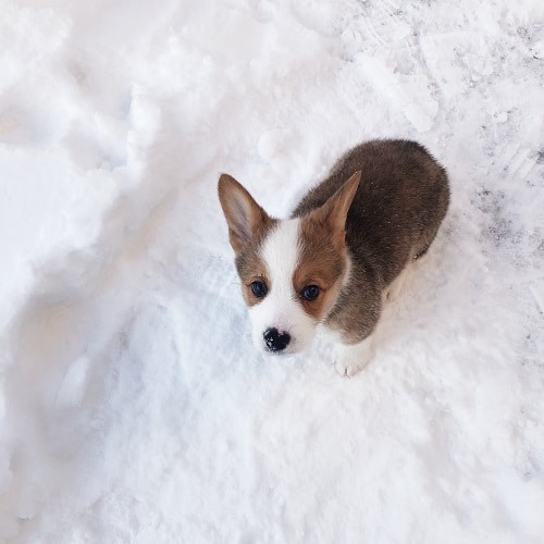 Expose Your Puppy To At An Early Age