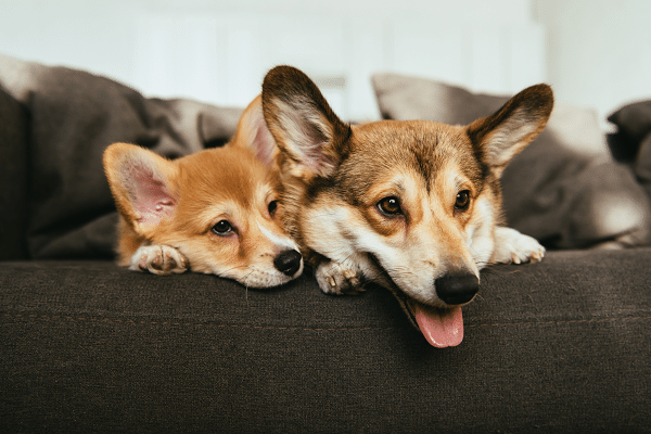 Dogs