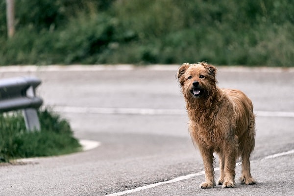 Prevent Dog Bites