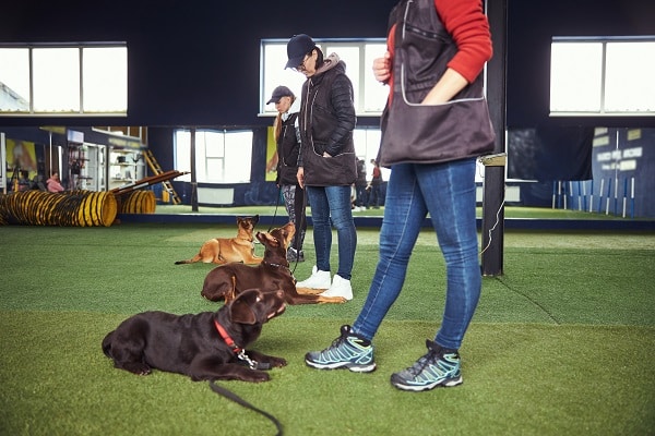 Prevent Dog Bites