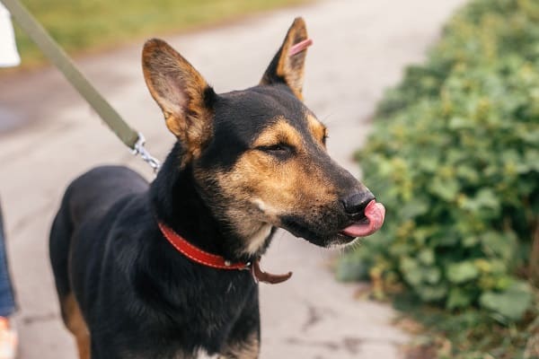 Prevent Dog Bites