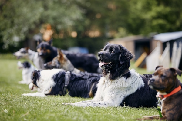 Dog Behavior