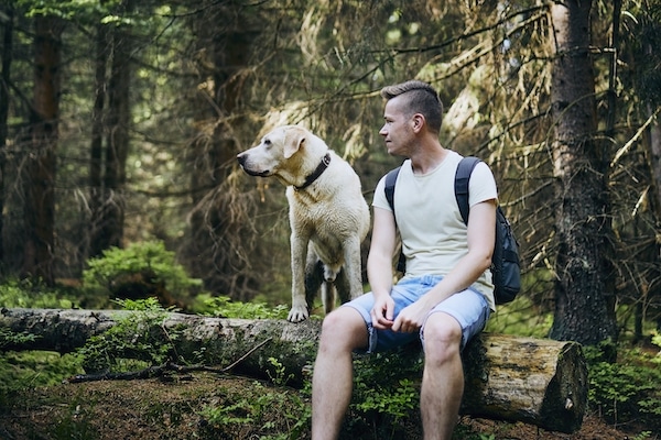 Canine Attachment