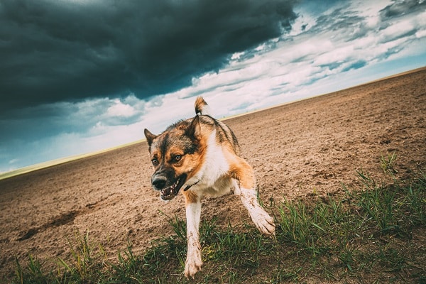 Prevent Dog Bites