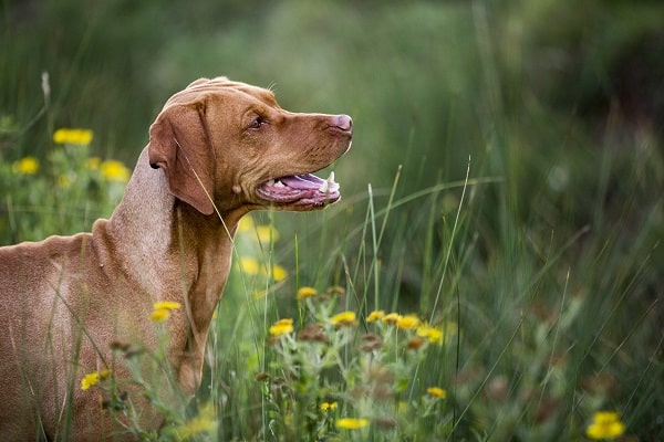 Prevent Dog Bites
