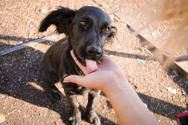 Prevent Dog Bites