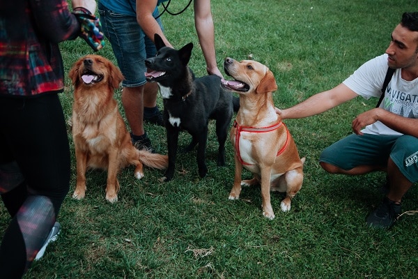 Prevent Dog Bites