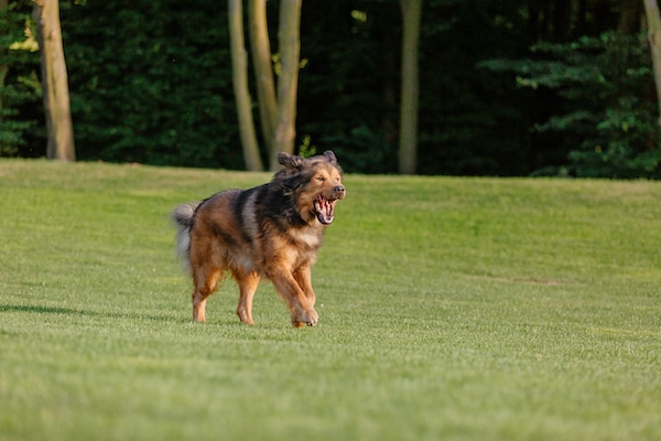 Expensive Dog Breed