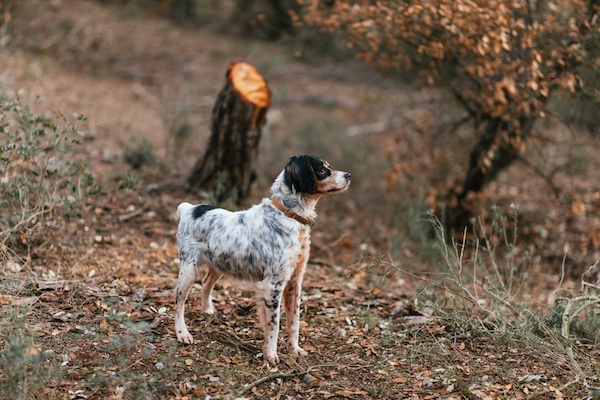 Expensive Dog Breed