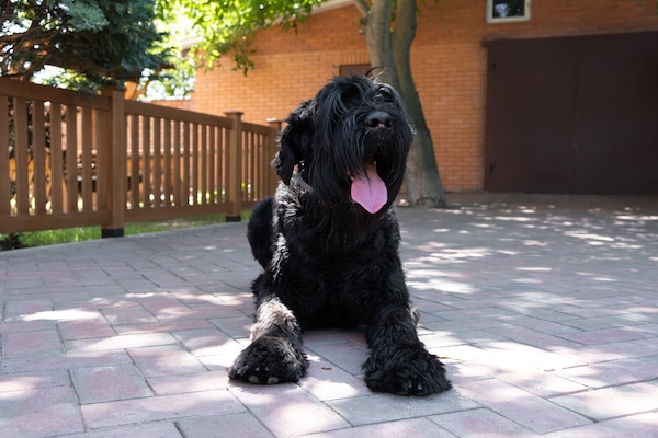 Expensive Dog Breed