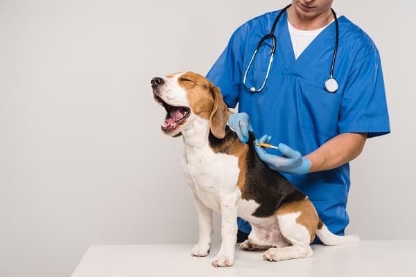 Alternatives To Microchipping