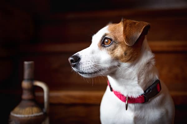 Alternatives To Microchipping