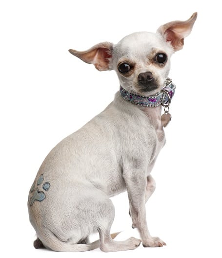 Alternatives To Microchipping