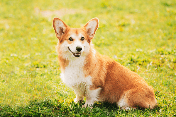 Top Rated Dogs For Retirees