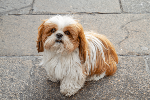 Top Rated Dogs For Retirees