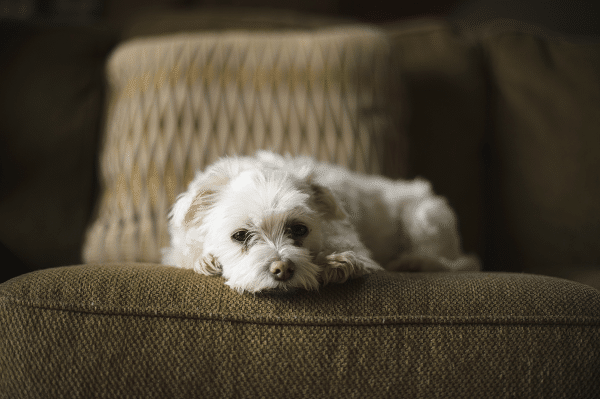 Top Rated Dogs For Retirees