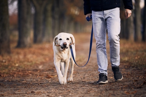 Walking Your Dog