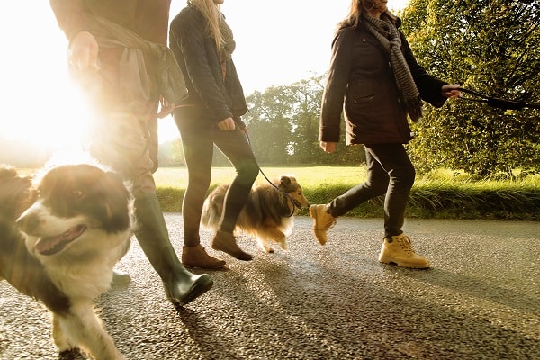 Walking Your Dog