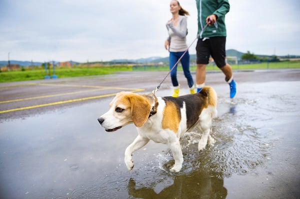 Walking Your Dog