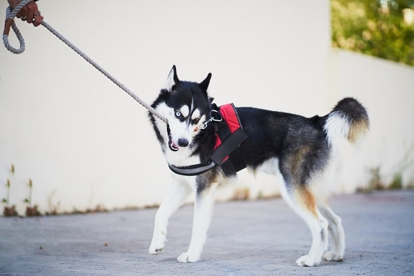 Wear A Harness