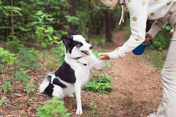 Weight Management Tips For Dogs