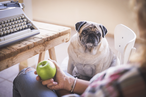Weight Management Tips For Dogs