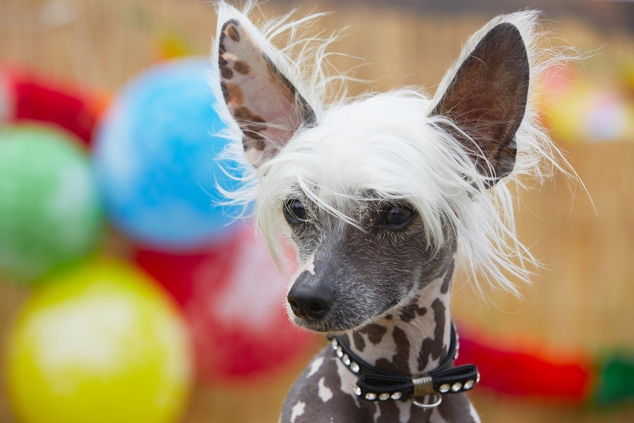 Hairless Dog Breeds