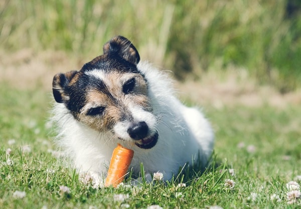 Preventative Dog Care