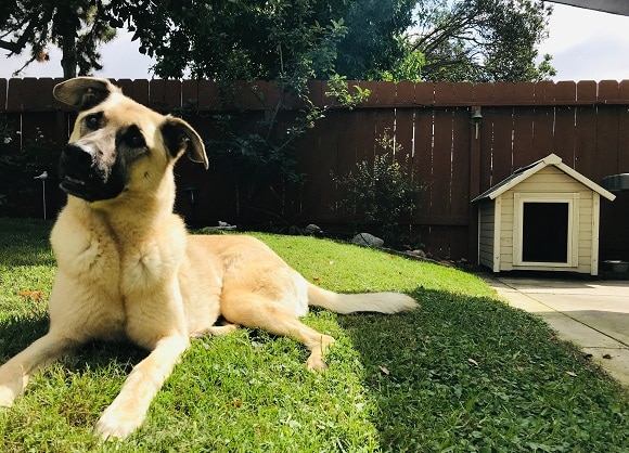 Dog House