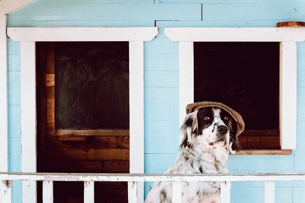 Dog House