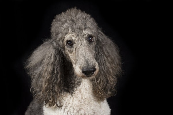 Poodle Crossbreeds