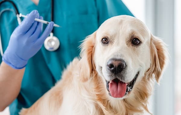 Preventative Dog Care