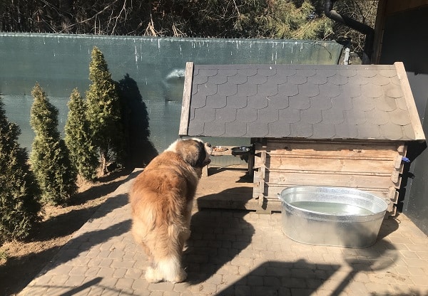 Dog House