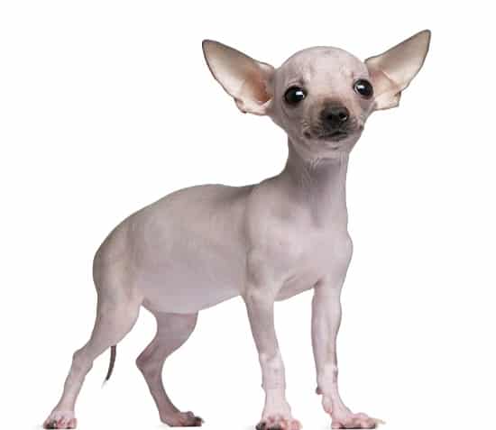 Hairless Dog Breeds