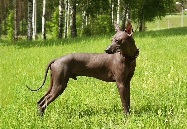 Hairless Dog Breeds