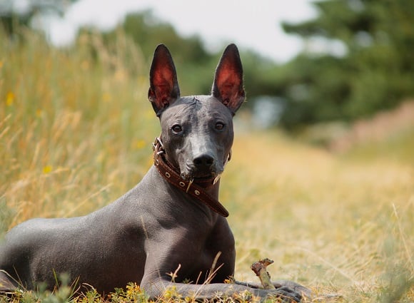 Hairless Dog Breeds