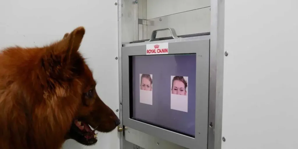 How Dogs Can Sense and Respond to Human Emotions