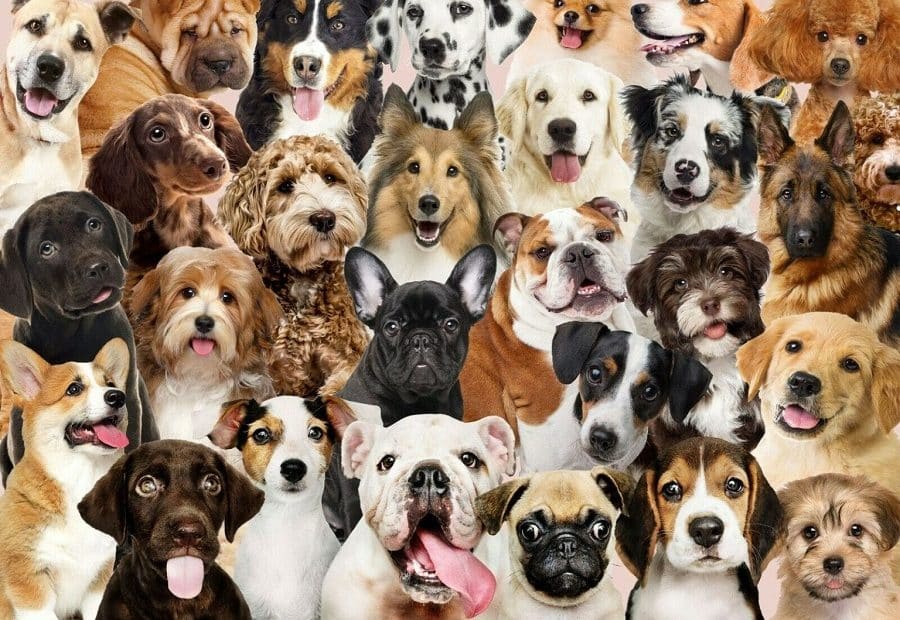 Unusual Dog Breeds You've Never Heard Of