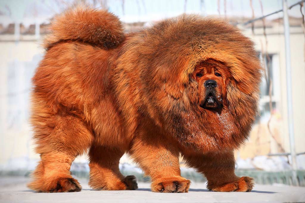 Unusual Dog Breeds You've Never Heard Of