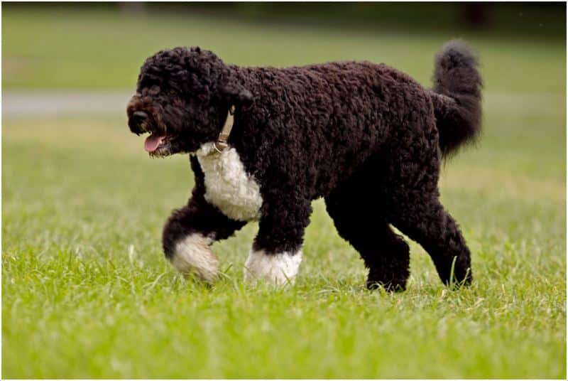 Unusual Dog Breeds You've Never Heard Of