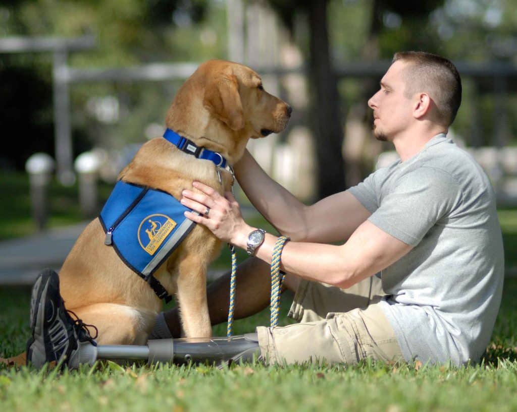 Canine Companions: How Dogs Improve Your Mental Health