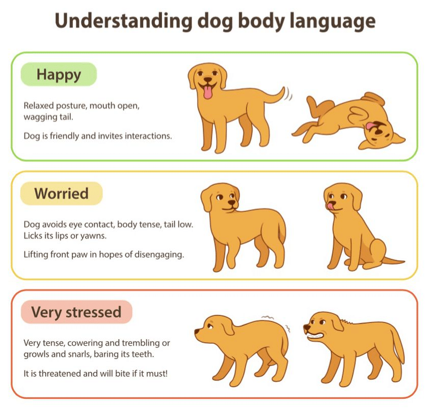 How Dogs Can Sense and Respond to Human Emotions