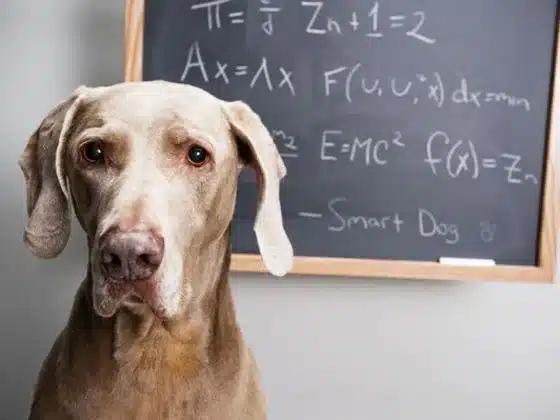 How Dogs Can Sense and Respond to Human Emotions