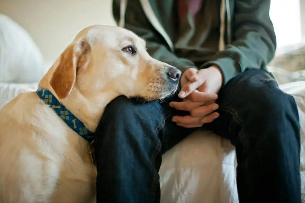 How Dogs Can Sense and Respond to Human Emotions
