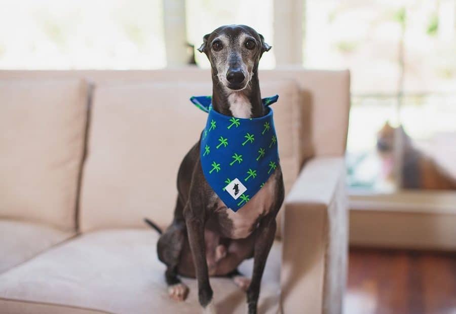 How To Make A DIY Dog Bandana