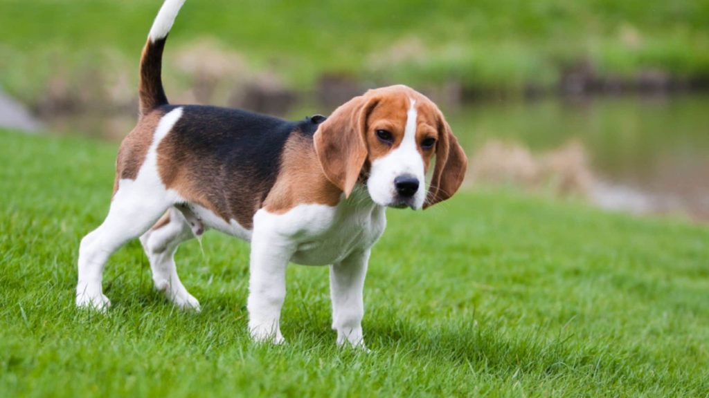 6 Of The Most Stubborn Dog Breeds