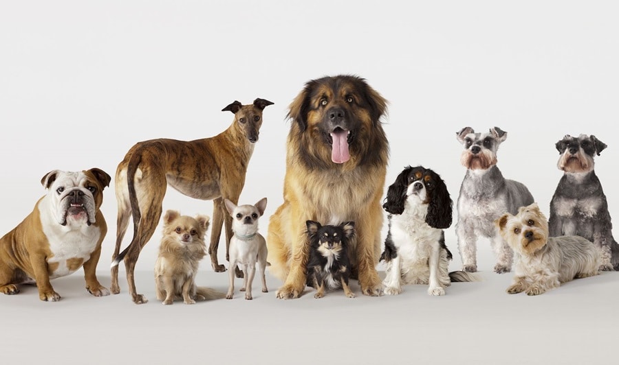 6 Of The Most Stubborn Dog Breeds