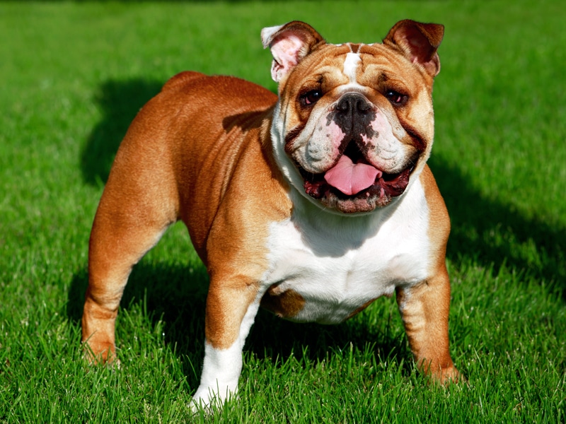 6 Of The Most Stubborn Dog Breeds